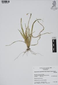 Sisyrinchium arguellesiae image